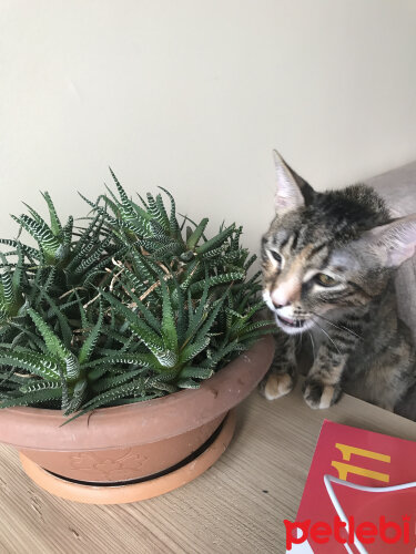 Kedim Kaktus Yiyor Petlebi Sosyal