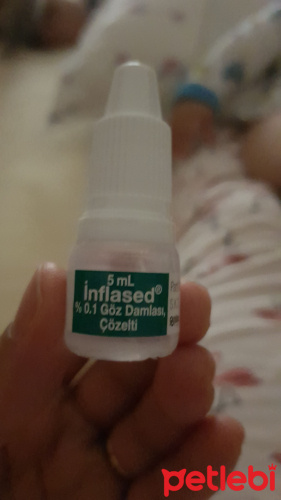 Kedimin Gozu Icin Ilac Petlebi Sosyal