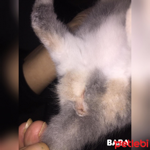 Kedi Cinsiyeti Nedir Petlebi Sosyal