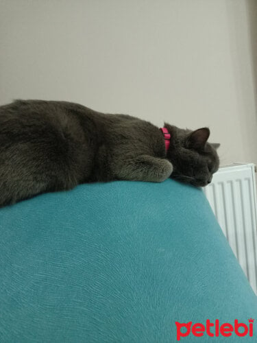 Kedim Cok Halsiz Surekli Uyuyor Petlebi Sosyal
