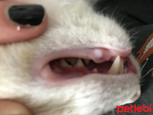 Kedimin Diş Eti Enfeksiyonu İyileşmiyor Petlebi Sosyal
