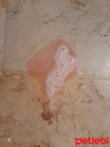 Kedim Pembe Ve Kopuklu Kusuyor Petlebi Sosyal