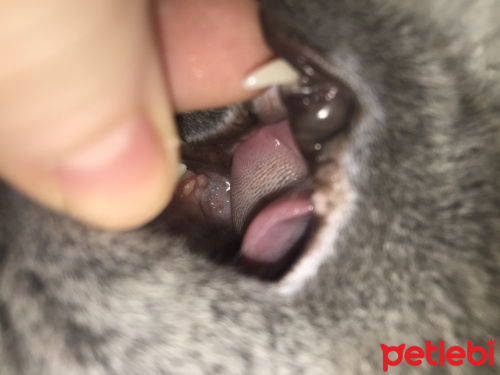 Kedi Dis Eti Iltihabi Petlebi Sosyal