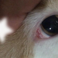 Kedi Gozunde Kizariklik Petlebi Sosyal