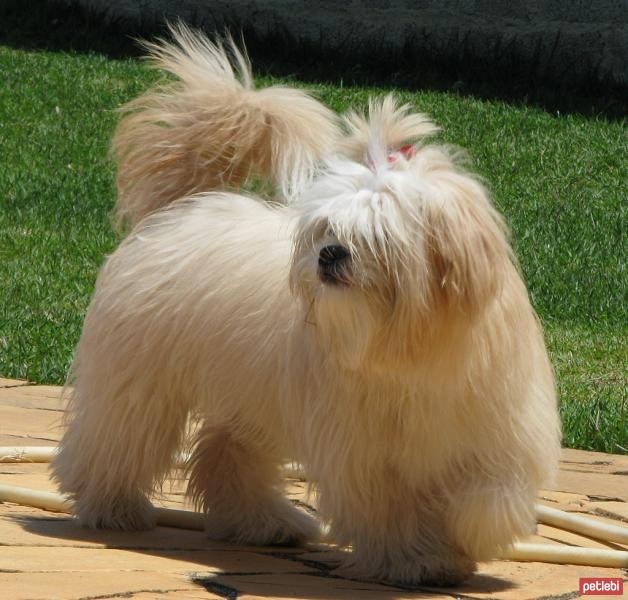 Lhasa Apso Cinsi Köpek Özellikleri ve Bakımı Petlebi Sosyal