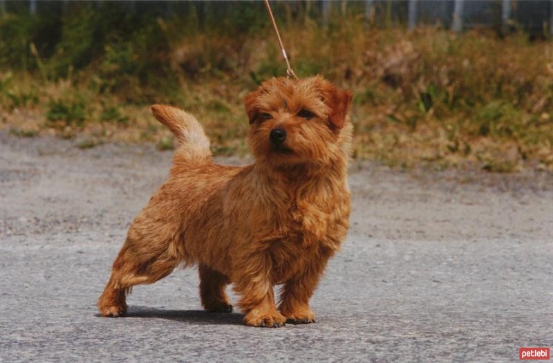 Norfolk Terrier Cinsi Köpek Özellikleri ve Bakımı Petlebi Sosyal
