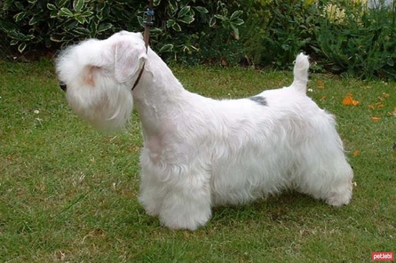 Sealyham Terrier Cinsi Köpek Özellikleri ve Bakımı Petlebi Sosyal