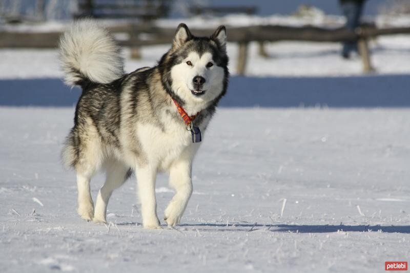 Alaskan Malamute Cinsi Kopek Ozellikleri Ve Bakimi Petlebi Sosyal