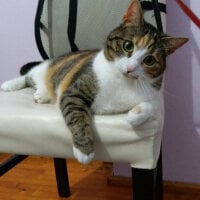 Kediye Ton Baligi Verilir Mi Petlebi Sosyal