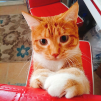 Kedimin Cinsel Organinda Boyle Bir Sey Var Bu Normal Mi Petlebi Sosyal