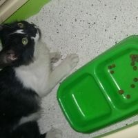 Kedim Hic Su Icmiyor Petlebi Sosyal