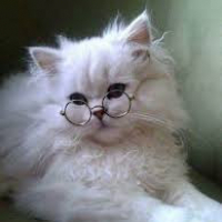 Annem Kedi Almayi Kabul Etti Ama Babam Hayir Diyor Ne Yapmaliyim Petlebi Sosyal