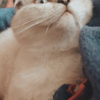 Arkadaslar Kediler Osurur Mu Petlebi Sosyal