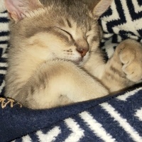 Kedim Hala Hiriltili Nefes Aliyor Petlebi Sosyal