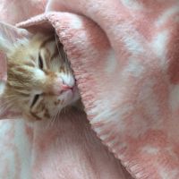 Kedim Sari Renk Kusuyor Petlebi Sosyal