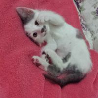 Yavru Kedim Surekli Isiriyor Ve Tirnaklarini Geciriyor Normal Mi Petlebi Sosyal
